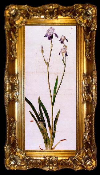 framed  Albrecht Durer Iris, ta009-2